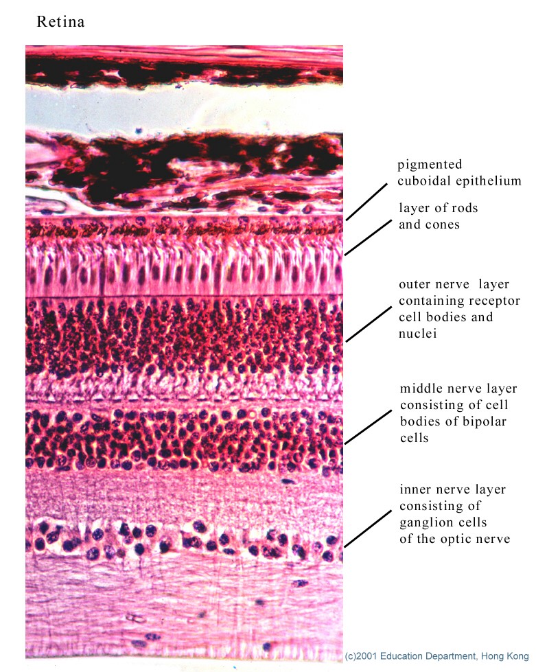 Mammalian organs and tissues